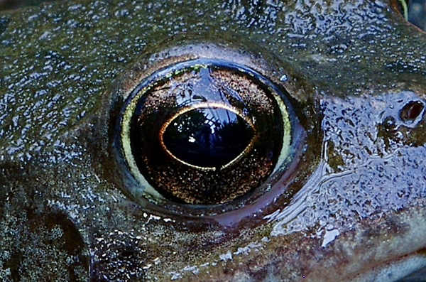 Eye can see you !