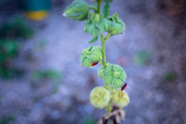 Little Red Bugs