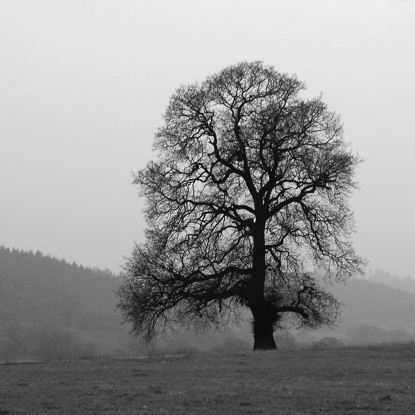 Lone tree