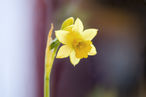 mini daffodil