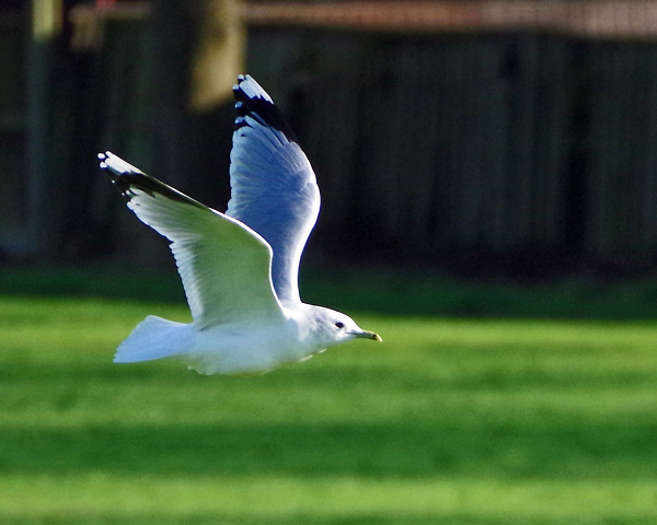 More gulls I'm afraid...