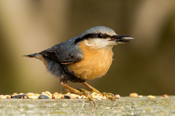 Nuthatch on the Fence