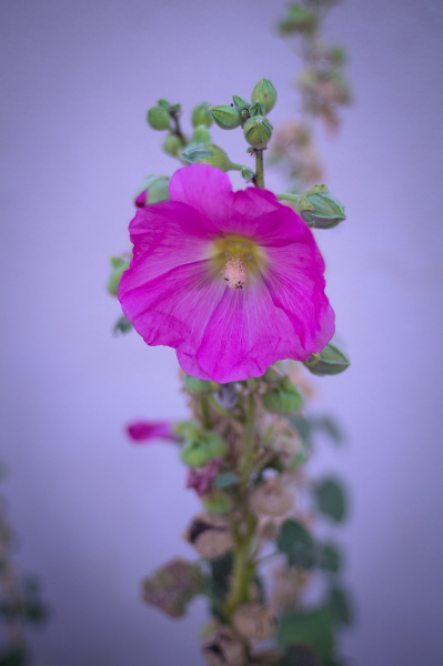 Lavatera