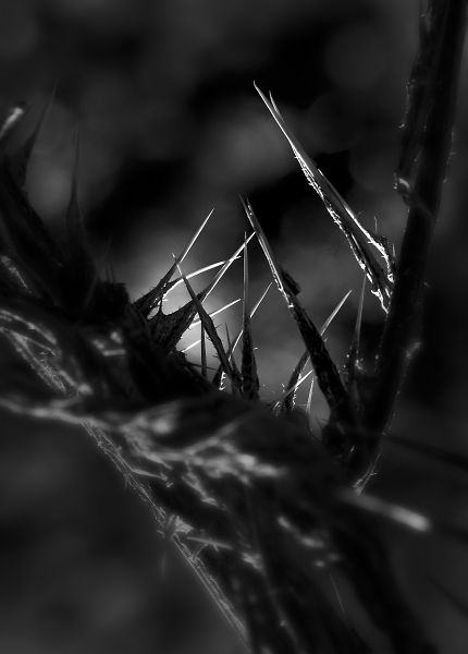 Prickly