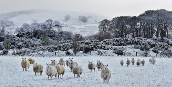 Sheep in field