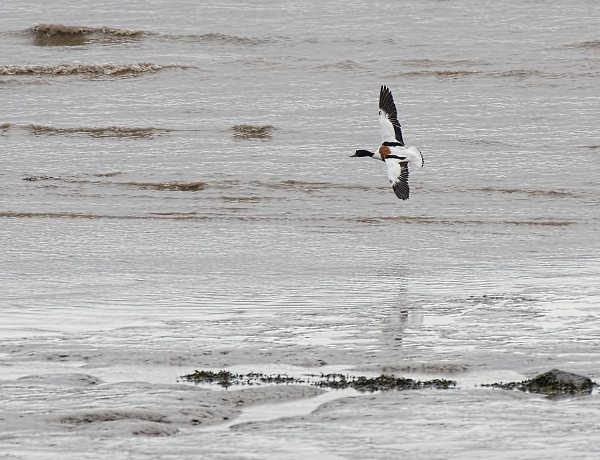 Shelduck in flight
