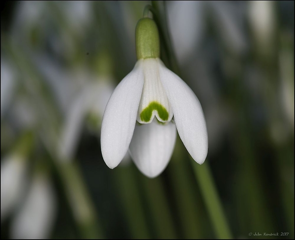 Snowdrop