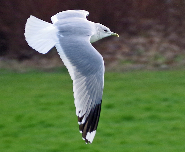 Sorry, only more gulls..