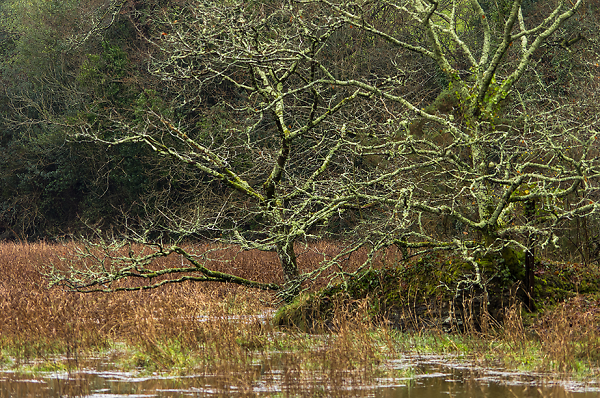 The Longmarsh
