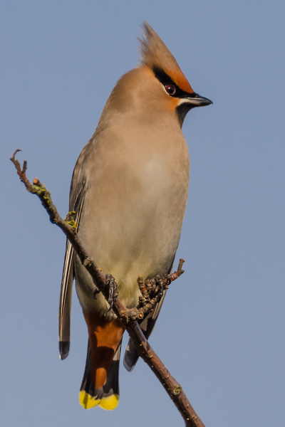 Waxwing posing.