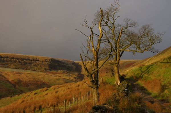 Winter Light