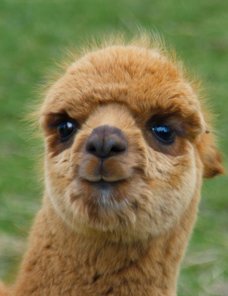 Young Alpaca