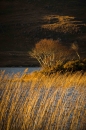 Lonely Birch - Loch Assynt Morning border=