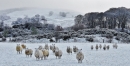 Sheep in field border=