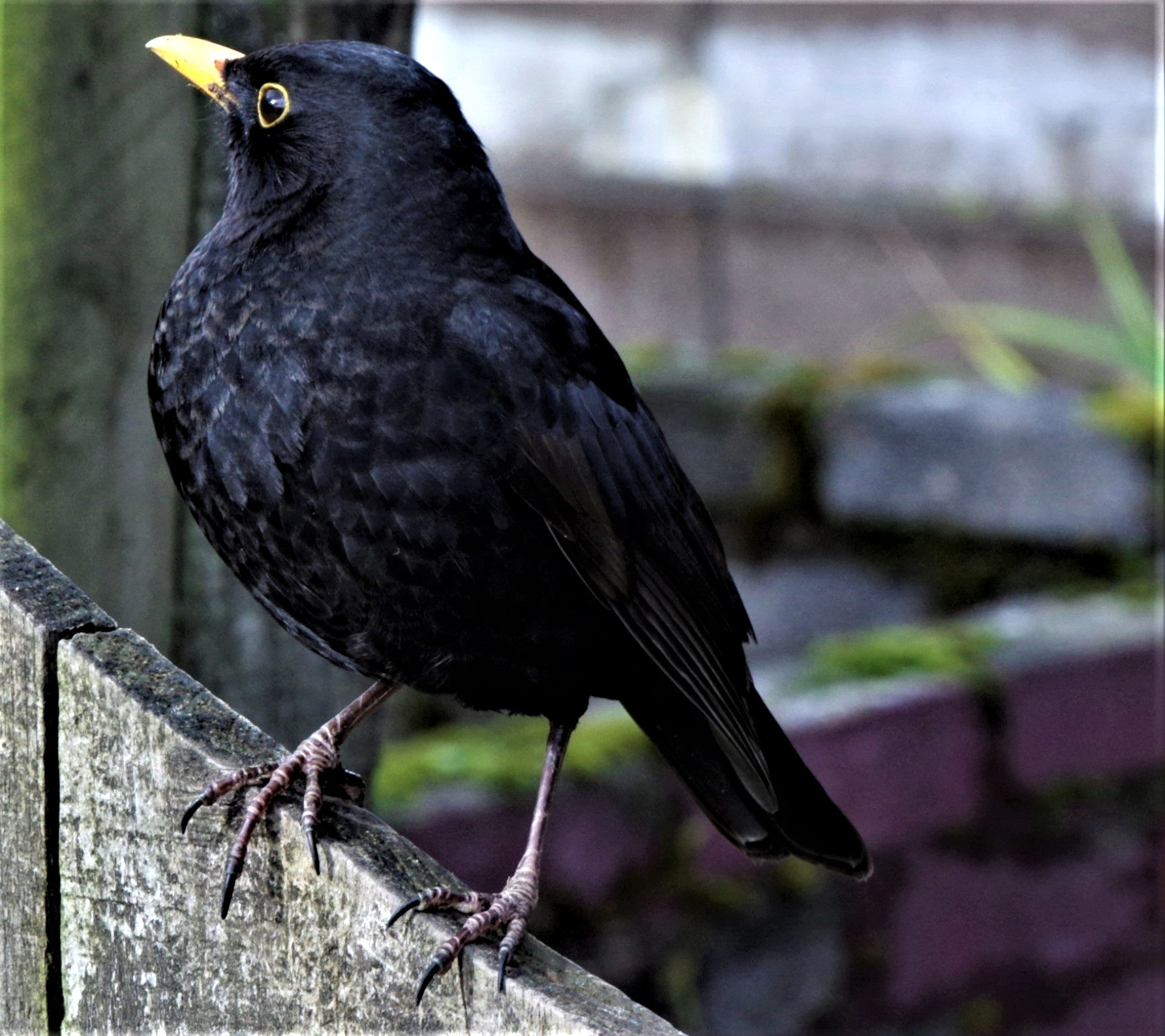 Blackbird