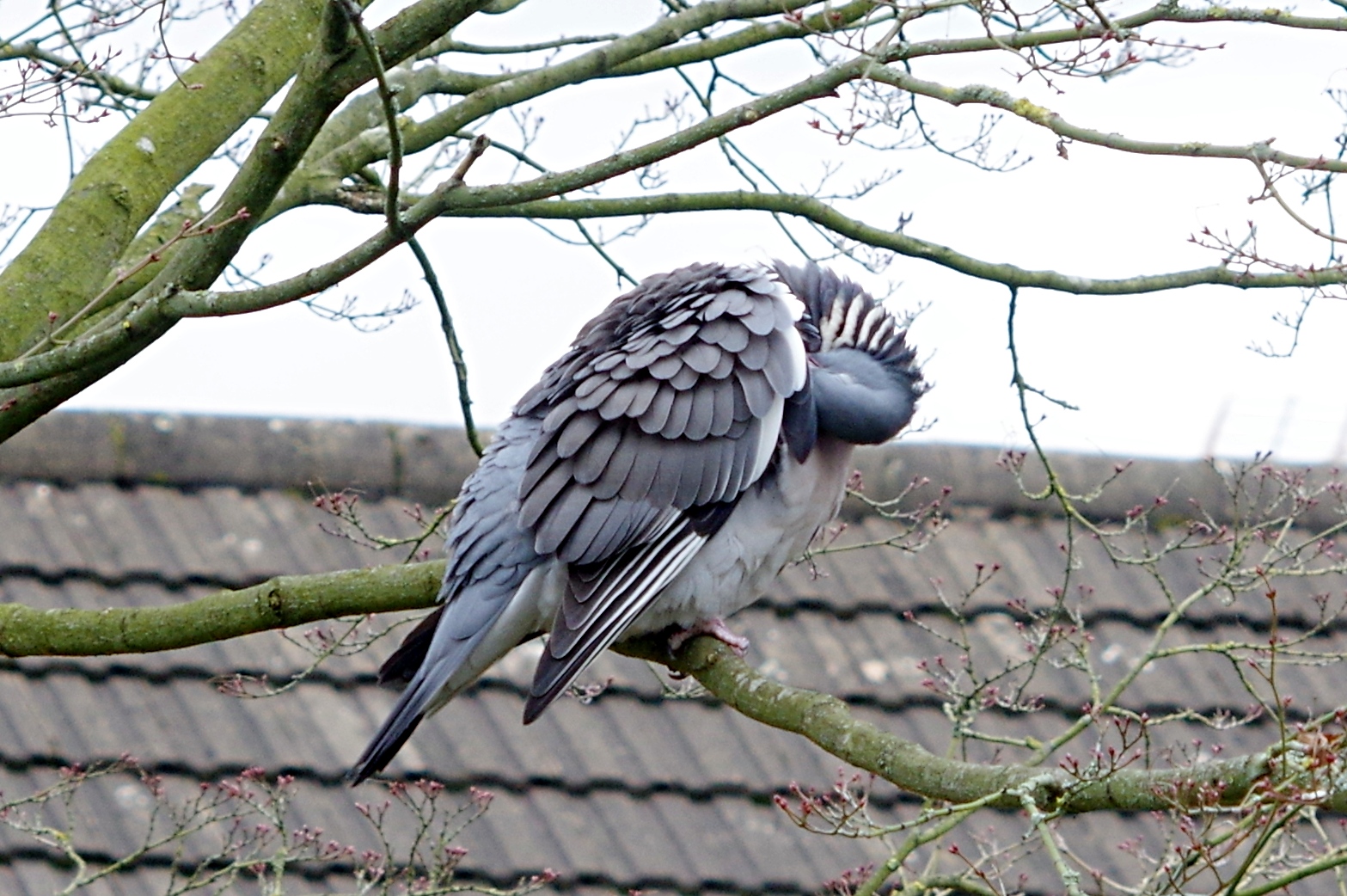 preening