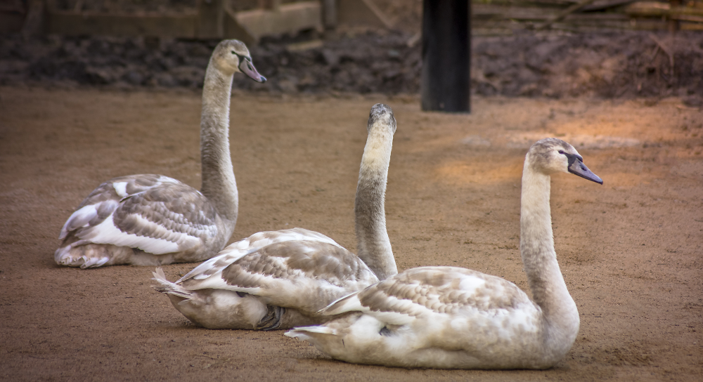 3 Swans of Coombe