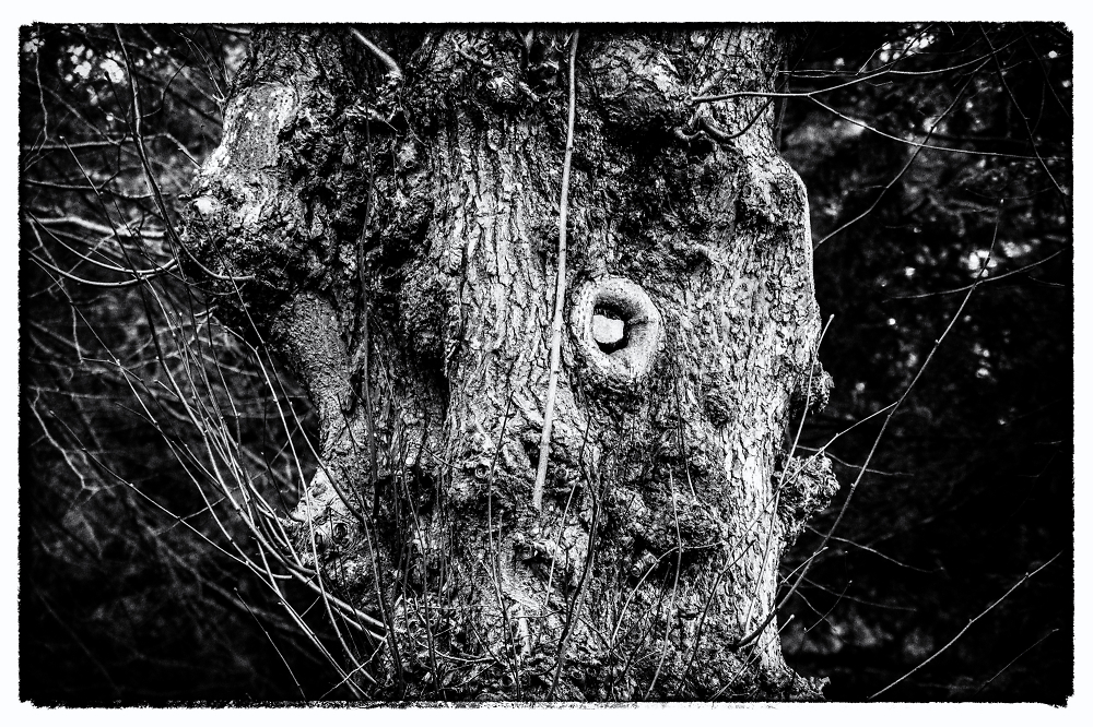 Gnarled
