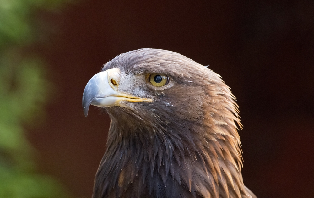 Golden Eagle