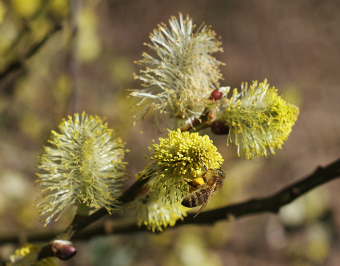 Springtime