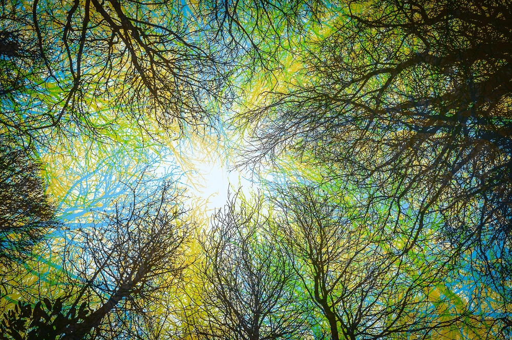 Tree Canopy 1