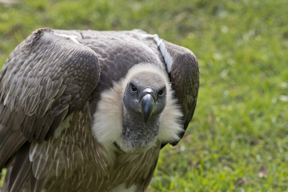 White Backed Vulture
