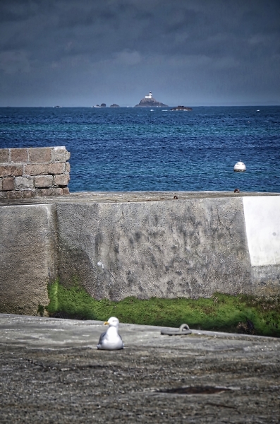 A gull's life�