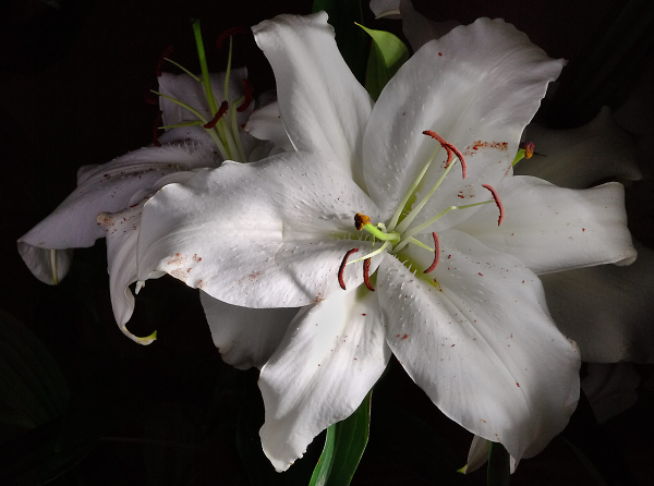 A Two Flashed Flower