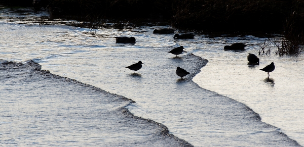 As the sun sets over the estuary