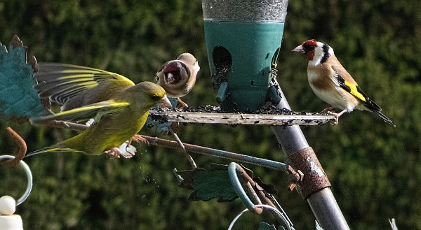 Confrontation