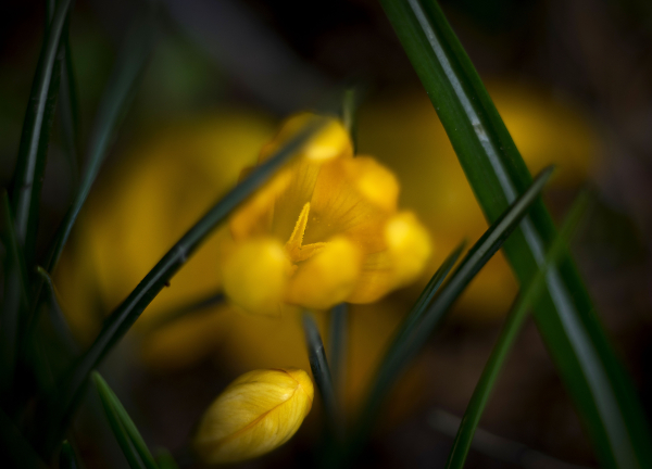 Crocus ???