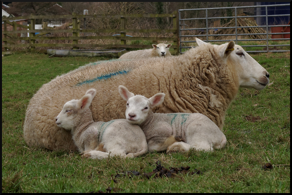 Ewe with twins