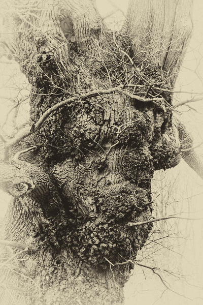 Gnarled II