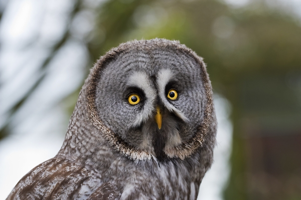 Grey Owl