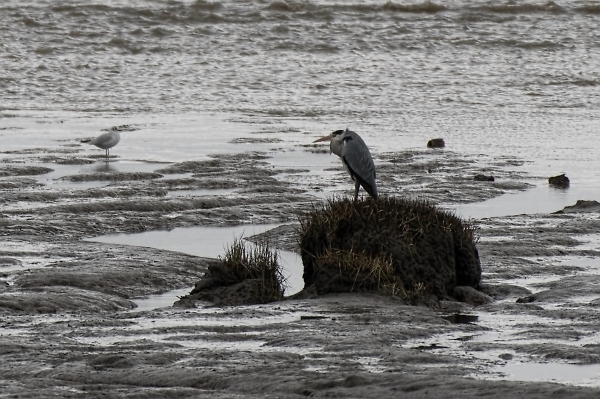 Heron on the Estuary