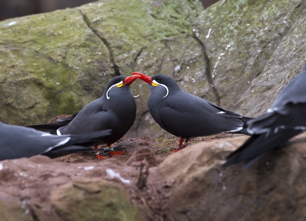 Inca Tern