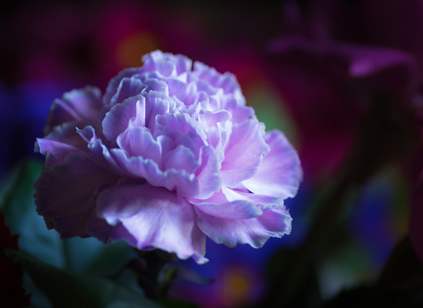Lilac carnation