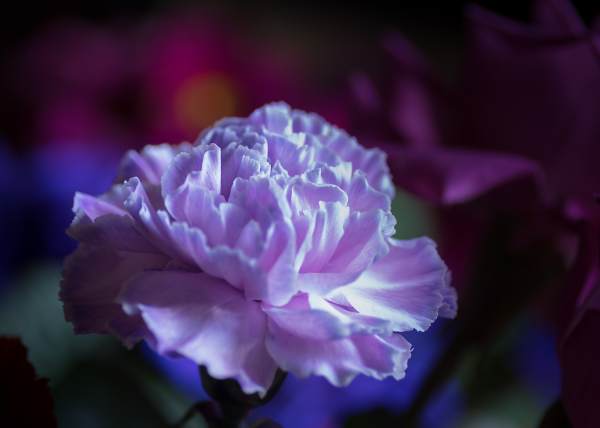 Lilac Carnation
