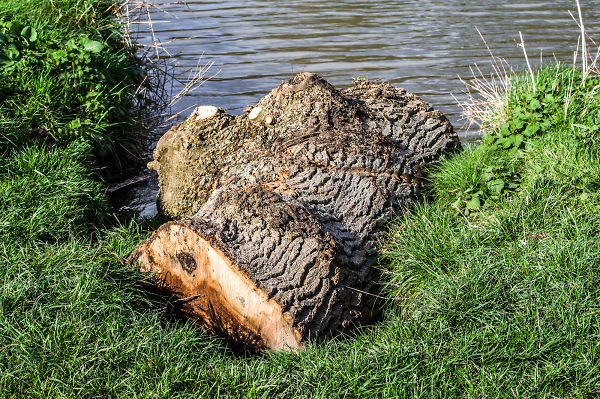 Logjammed (log jammed !)