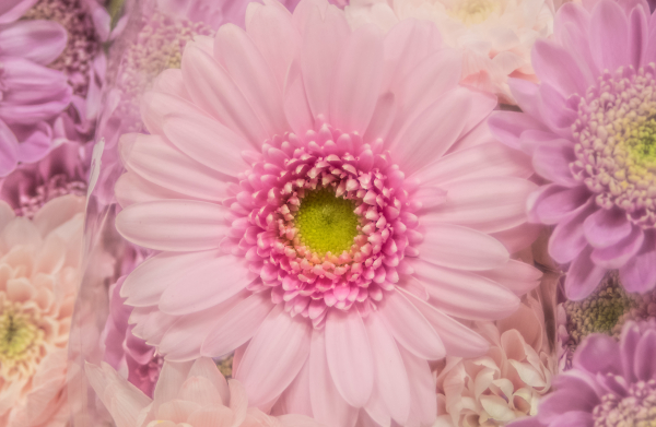 Pretty in pink