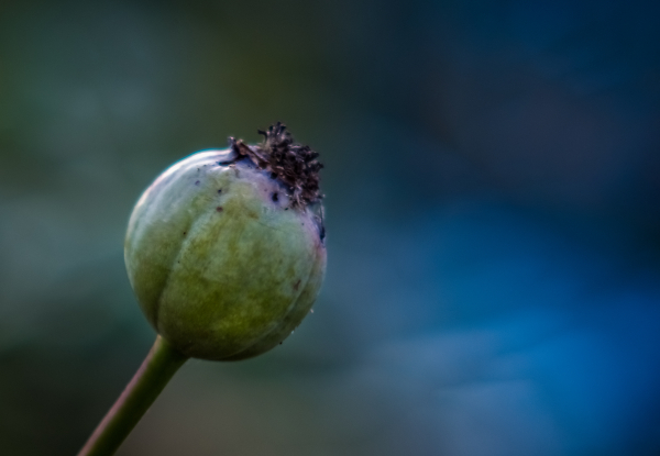 Rose Seed Head