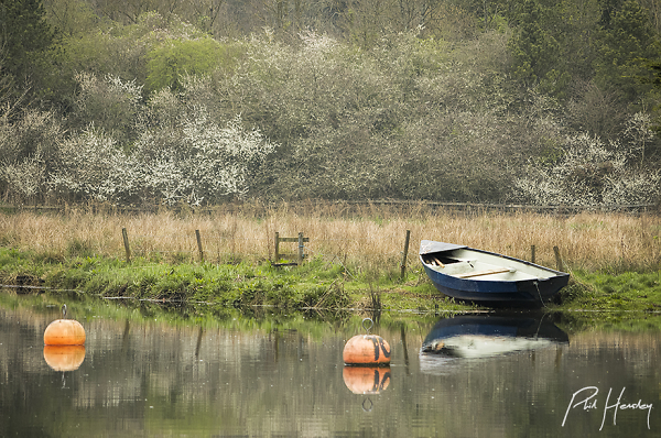 Springtime at The Plains