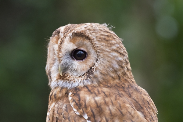 Tawny Owl