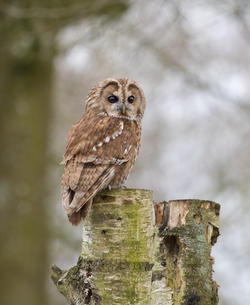Tawny Owl