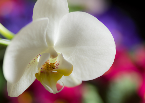 White Phalaenosis Orchid.