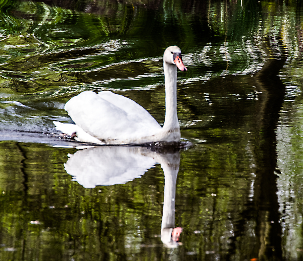 White swan/Black lake