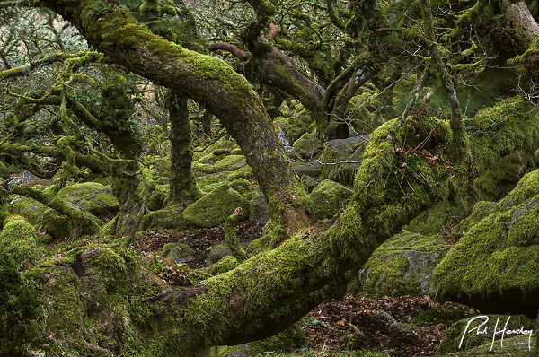 Wistman's Wood