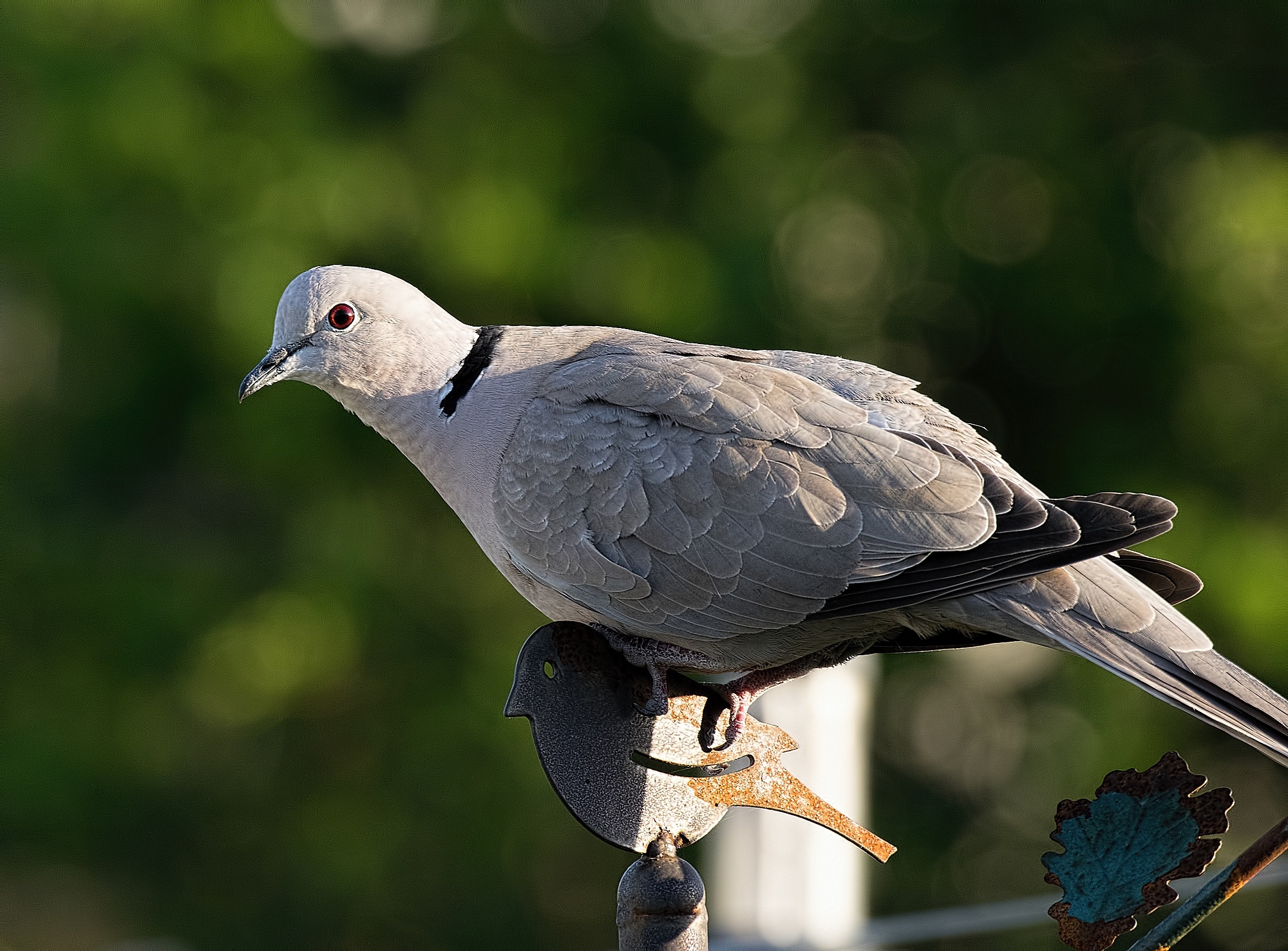 Collared Dove