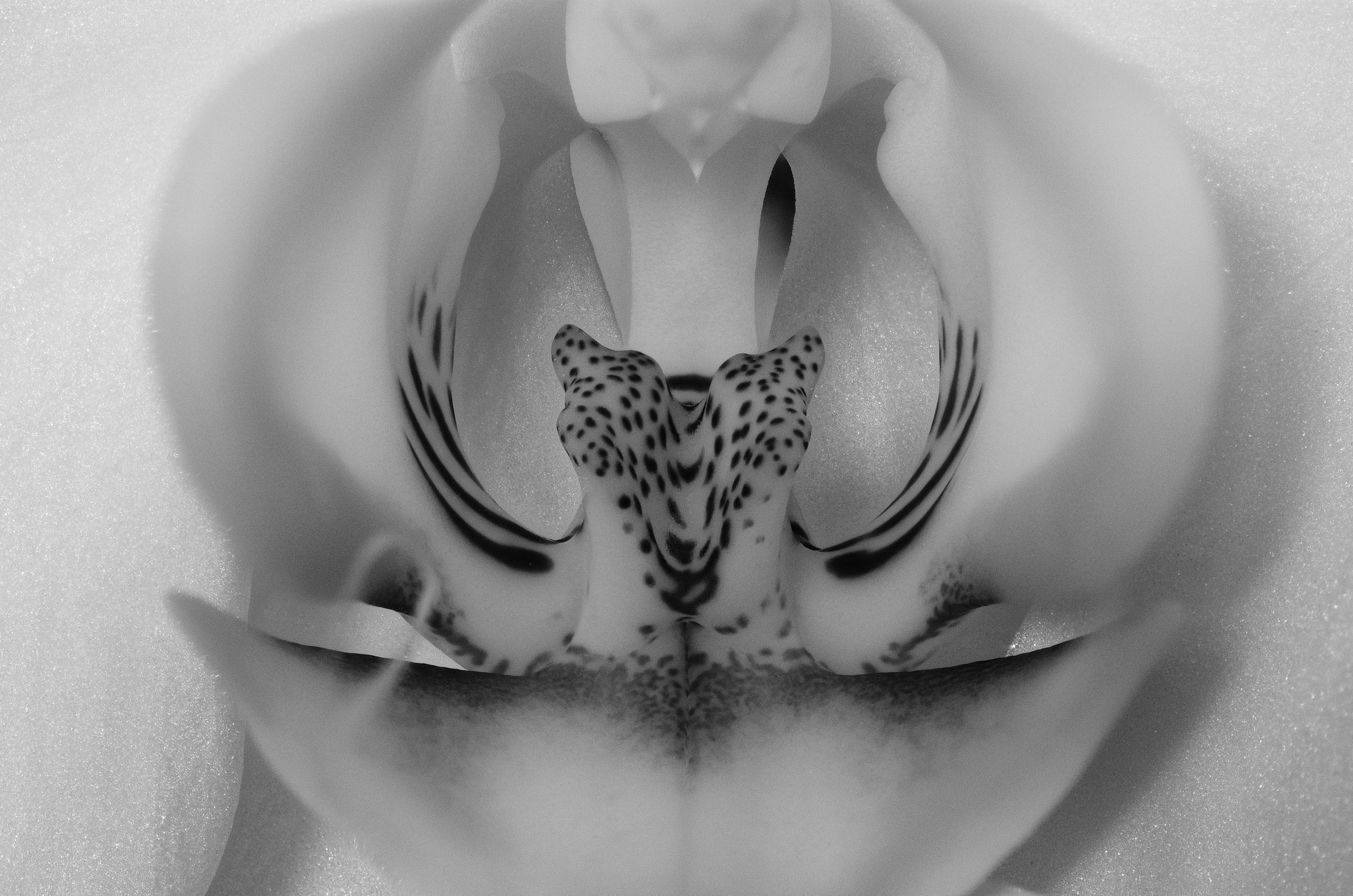 orchid