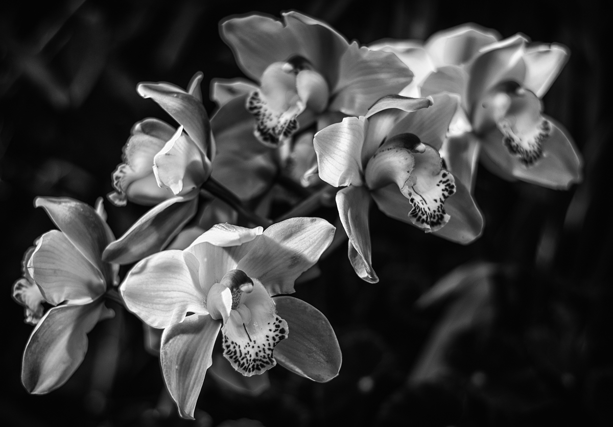 Without Colour - still amazing